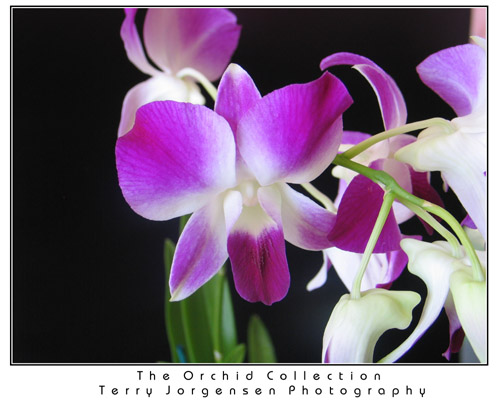orchid-4
