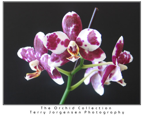orchid-5