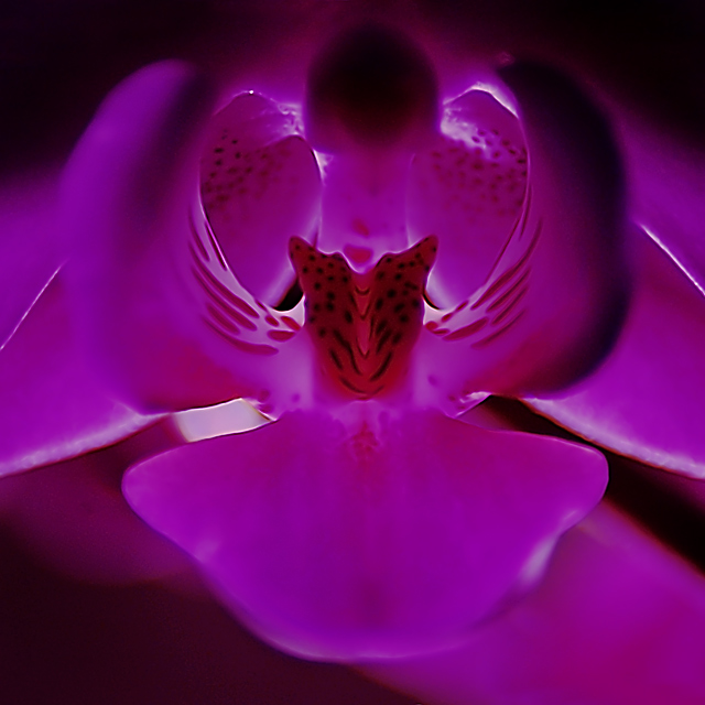 DSC_8859Orchide1.jpg