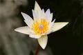 White water lily