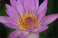 Pink Water lily