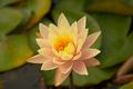 yellow water lily