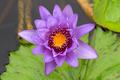 Water Lily