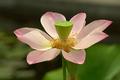 Pink Lotus