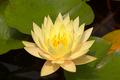 water lily