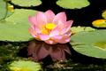 lotus