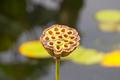 Lotus Seed