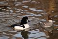 CRW_5585.jpg