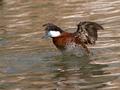 Ruddy Duck