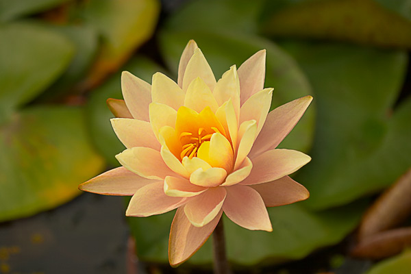 yellow water lily