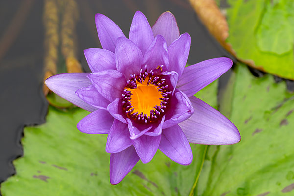 Water Lily