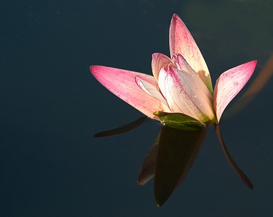 Reflection