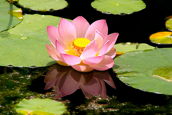 lotus