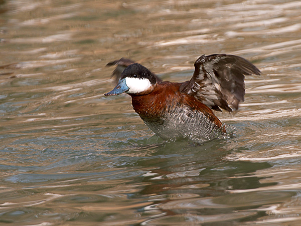 Ruddy Duck