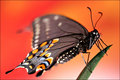 Swallowtail
