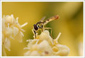 Drink of Nectar