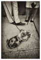 The Dog