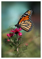 The Trusty Monarch