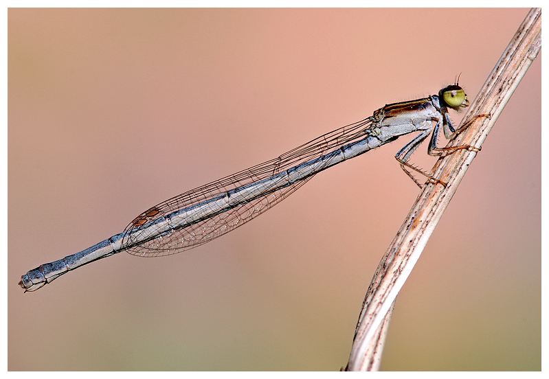 Damsel