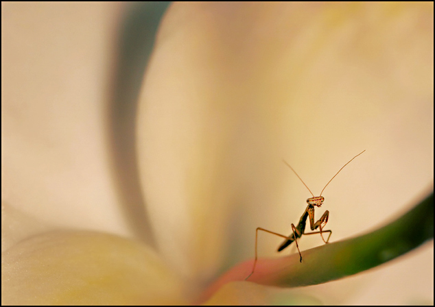 Lone Traveler