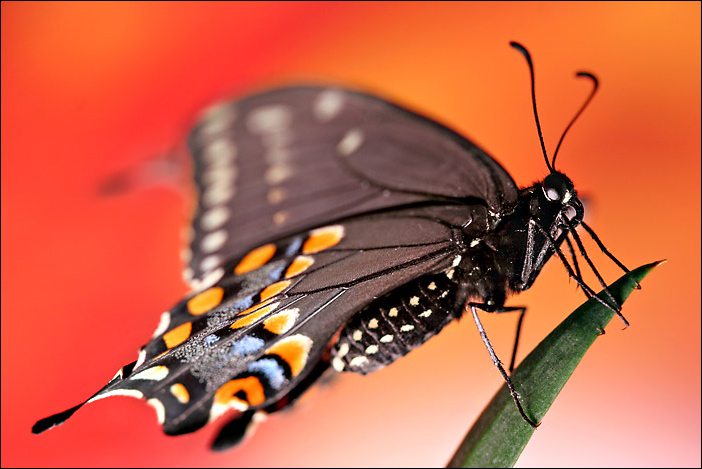 Swallowtail