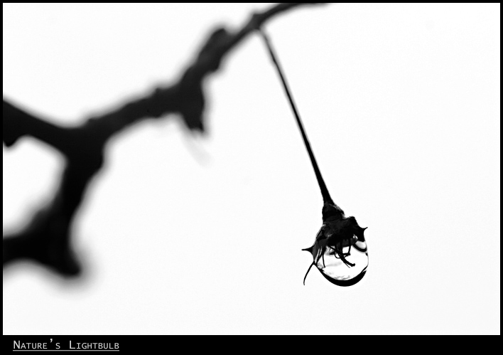Nature's Lightbulb