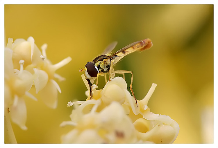 Drink of Nectar