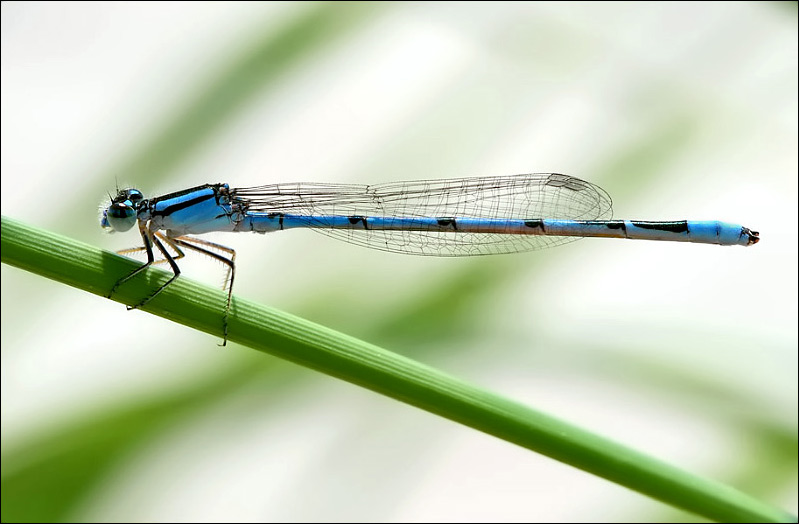 Damsel
