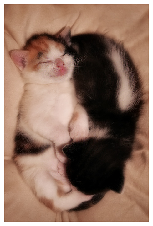 Yin and Yang