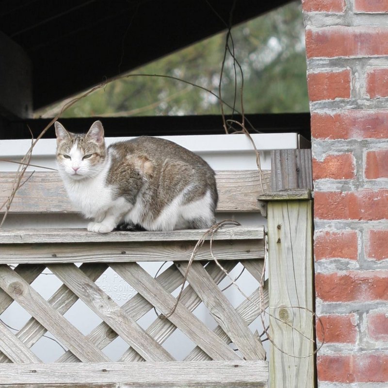 IMG_1003_justcrop.jpg