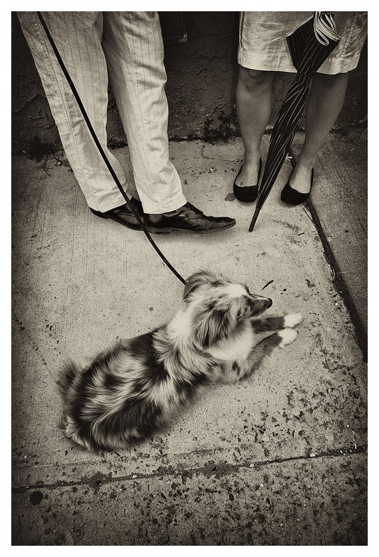 The Dog