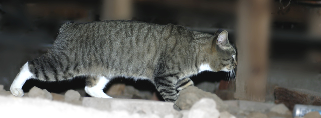 alley cat II.jpg