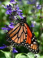 Nature's Beauty