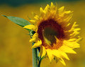 Sun Worshipper
