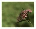 Delicate Blossom
