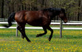 Galloping
