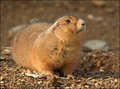 Prairie Dog