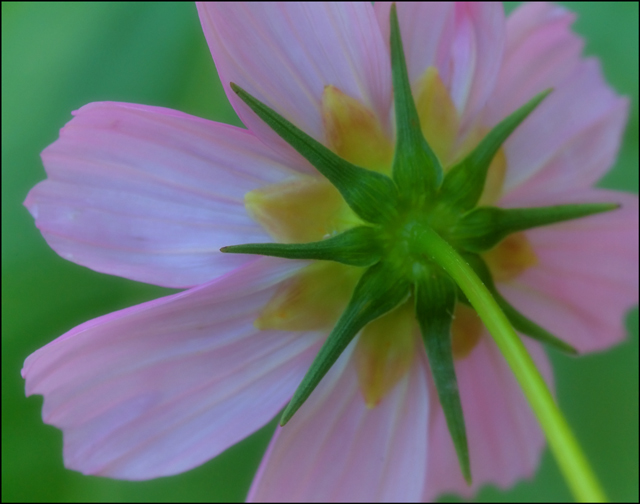 Soft Delight