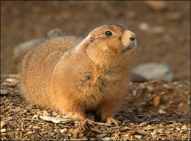 Prairie Dog
