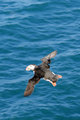 Atlantic puffin flying over blue sea