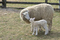 Mother sheep and her lamb