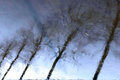 Winter reflection