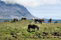 Icelandic horses