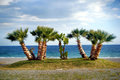 Palm Island