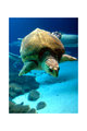 Seaturtle
