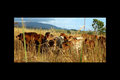 cows in a field