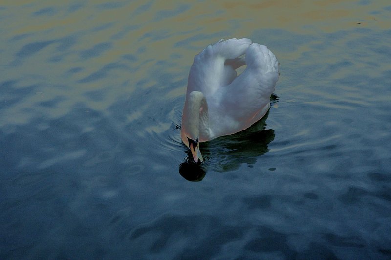 Metalic Beauty