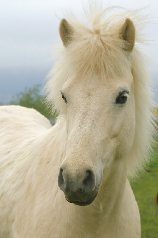 Icelandic beauty