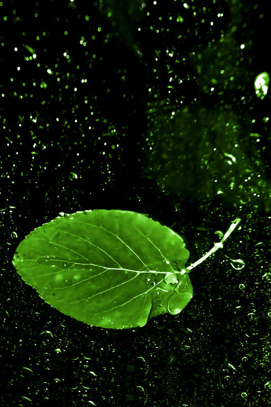 green leaf