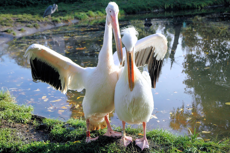 I'm taking you under my wing